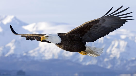 vision-eagle Electromet Vision and Quality
